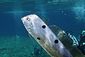 Mediterranean dealfish (Ribbonfish)